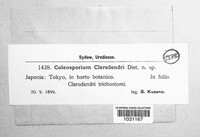 Coleosporium clerodendri image